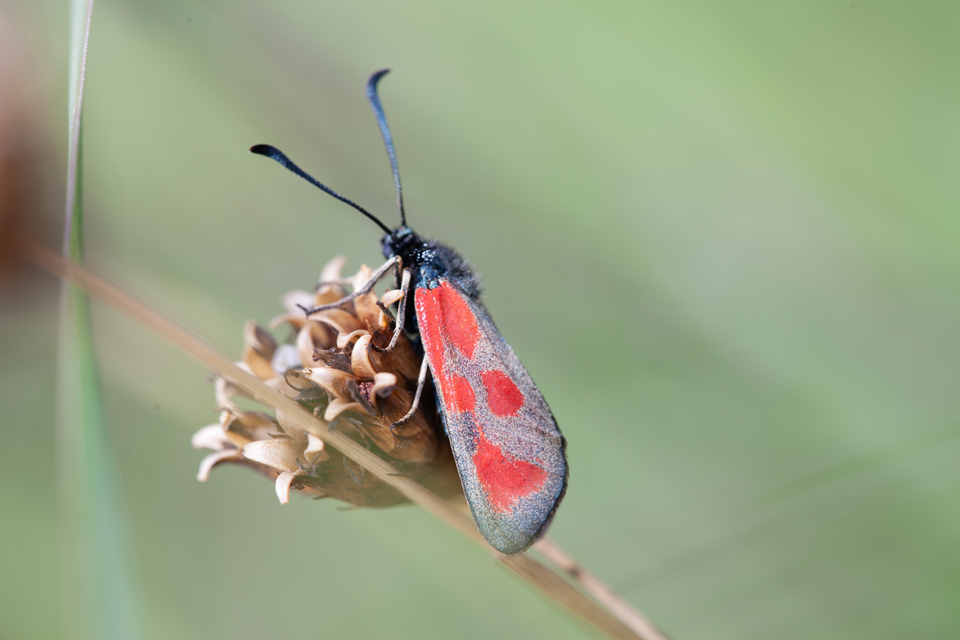 Zygaena loti - közönséges csüngőlepke