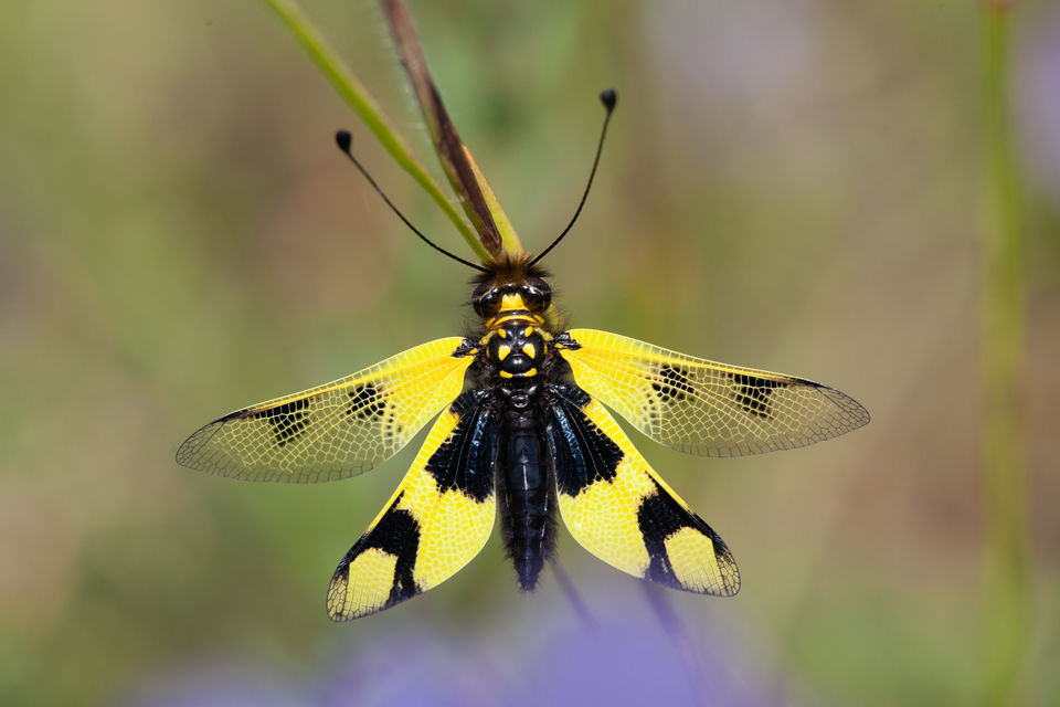 Libelloides macaronius - keleti rablópille