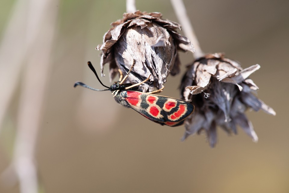 Zygaena carniolica - fehérgyűrűs csüngőlepke