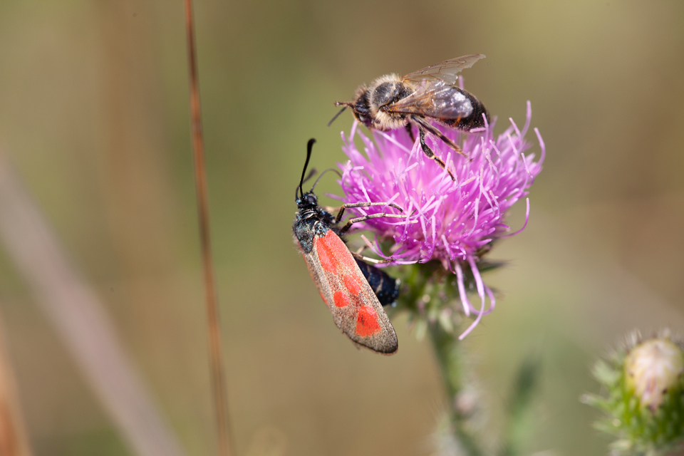 Zygaena loti - közönséges csüngőlepke