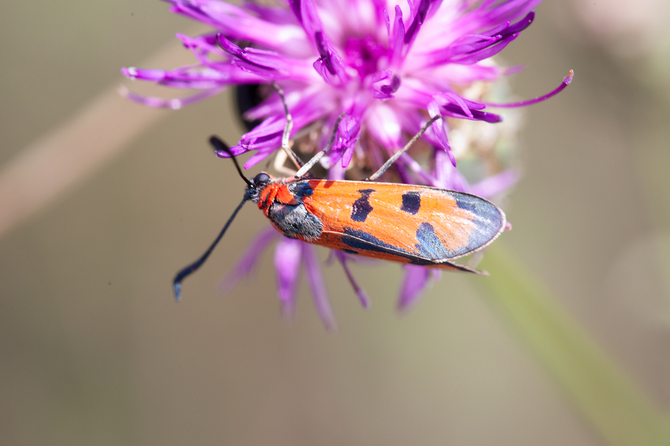 Zygaena laeta - vörös csüngőlepke