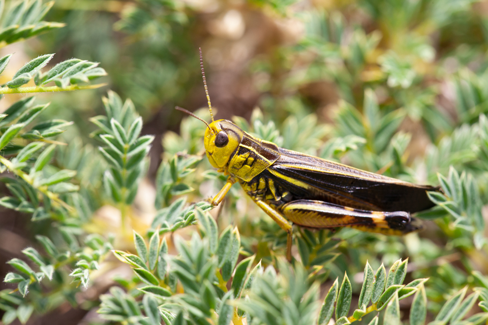 Arcyptera fusca - szép hegyisáska