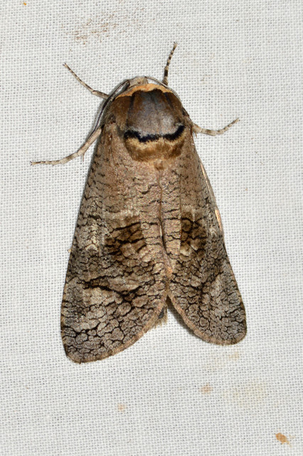 Cossus cossus - fűzfarontólepke