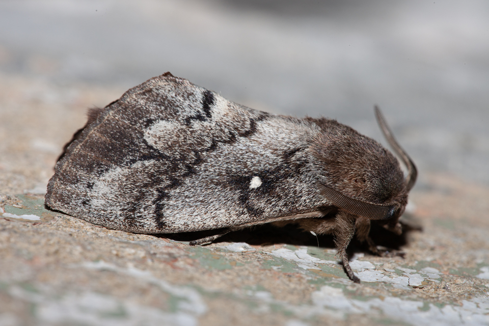 Dendrolimus pini - fenyőpohók