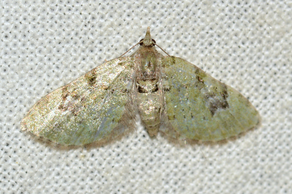 Chloroclystis v-ata - zöldes törpearaszoló