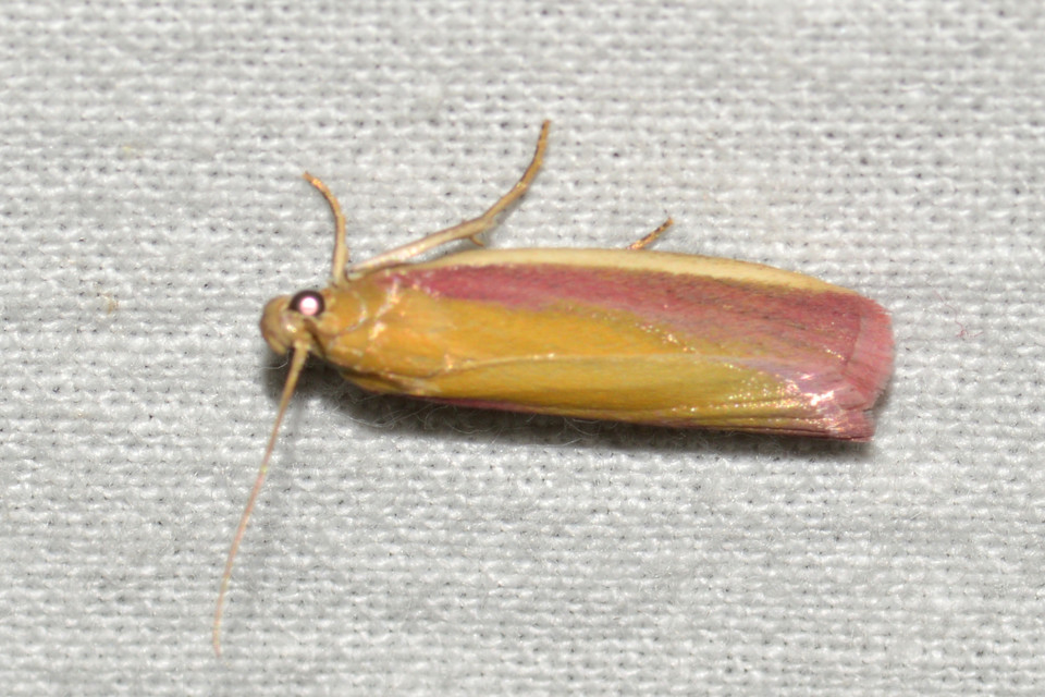Oncocera semirubella - lucernamoly