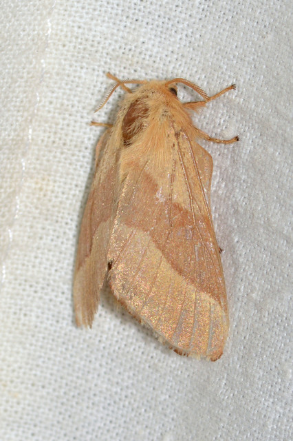 Malacosoma neustria - gyűrűsszövő