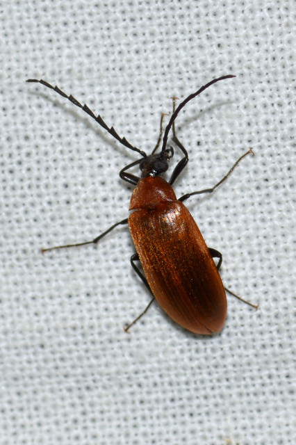 Pseudocistela ceramboides - narancssárga alkonybogár