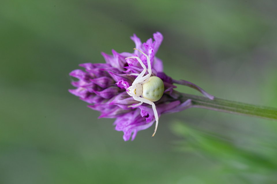 Misumena vatia - viráglakó karolópók