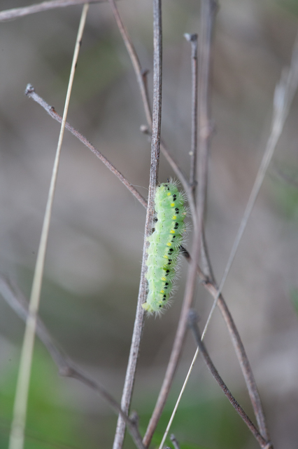 Zygaena