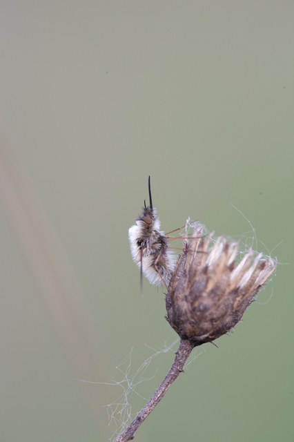 Bombyliidae - pöszörlégyfélék