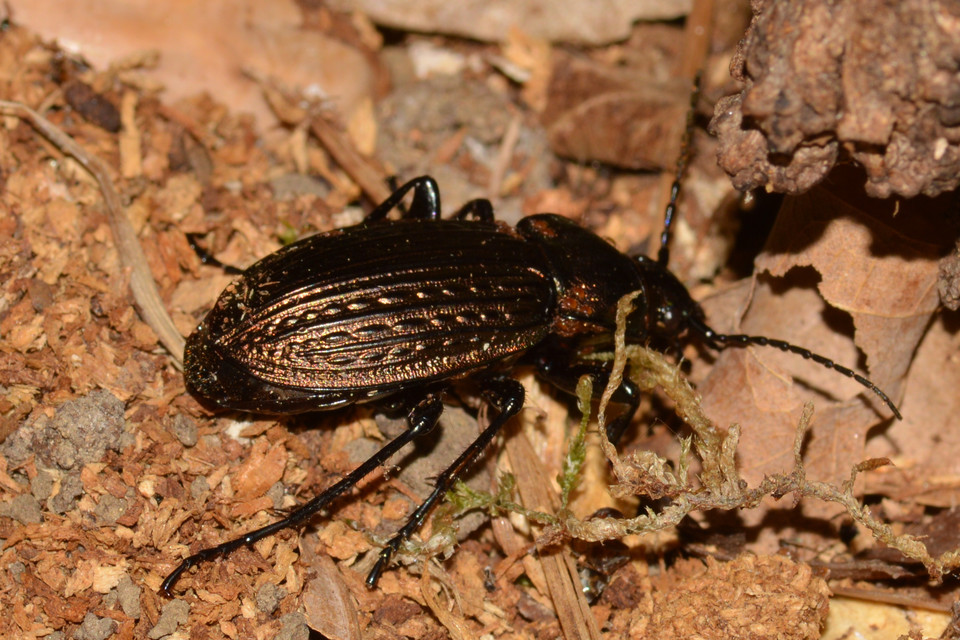 Carabus ulrichii - rezes futrinka