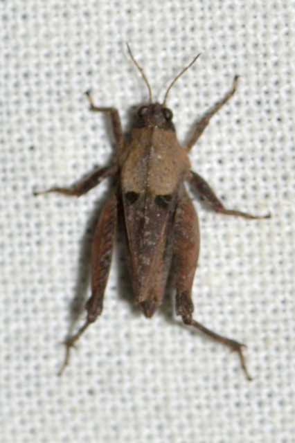 Tetrix tenuicornis - vékonycsápú tövishátúsáska