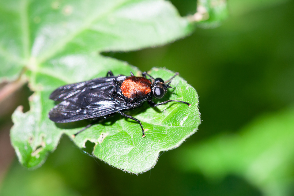 Clitellaria ephippium - tüskéshátú légy