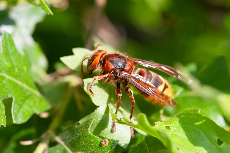 Vespa crabro - lódarázs