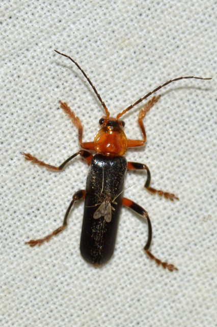 Cantharis livida - mezei lágybogár