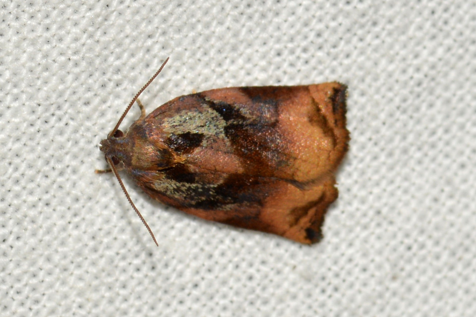Archips podana - dudvarágó sodrómoly
