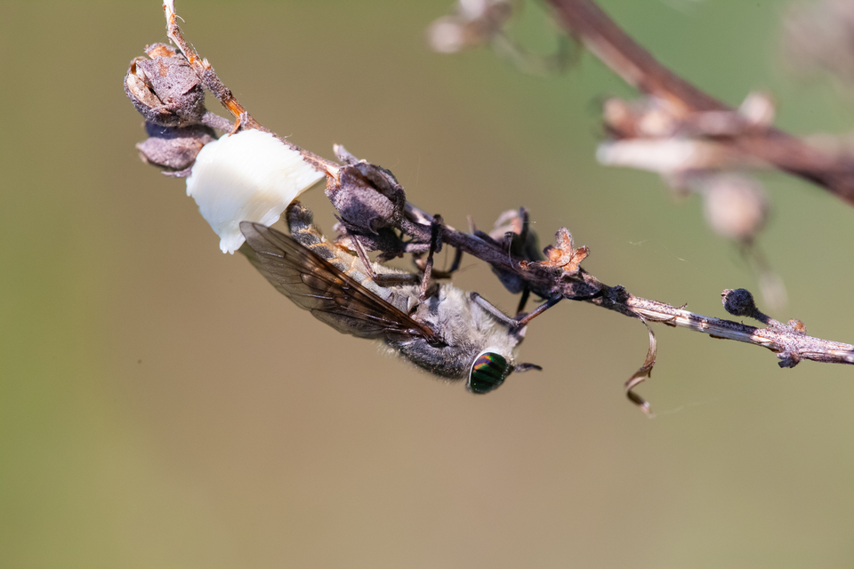 Tabanus