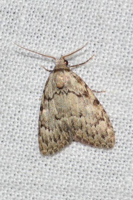 Meganola strigula - hamvas pamacsosszövő