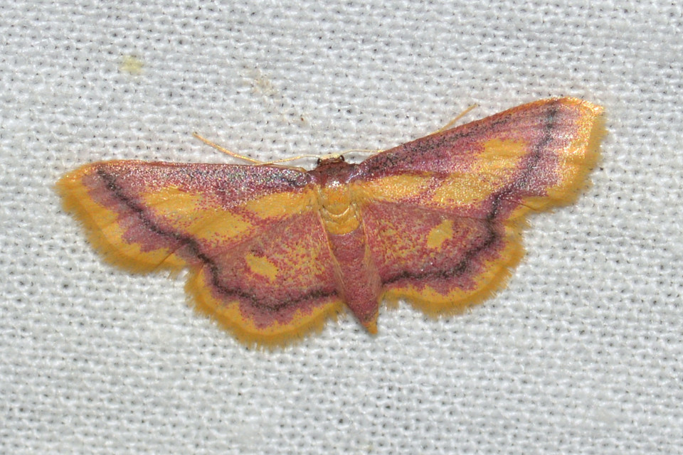 Idaea muricata - mocsári pirosaraszoló
