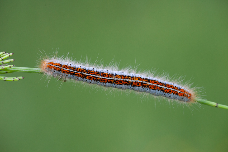 Malacosoma castrensis - kutyatejszövő