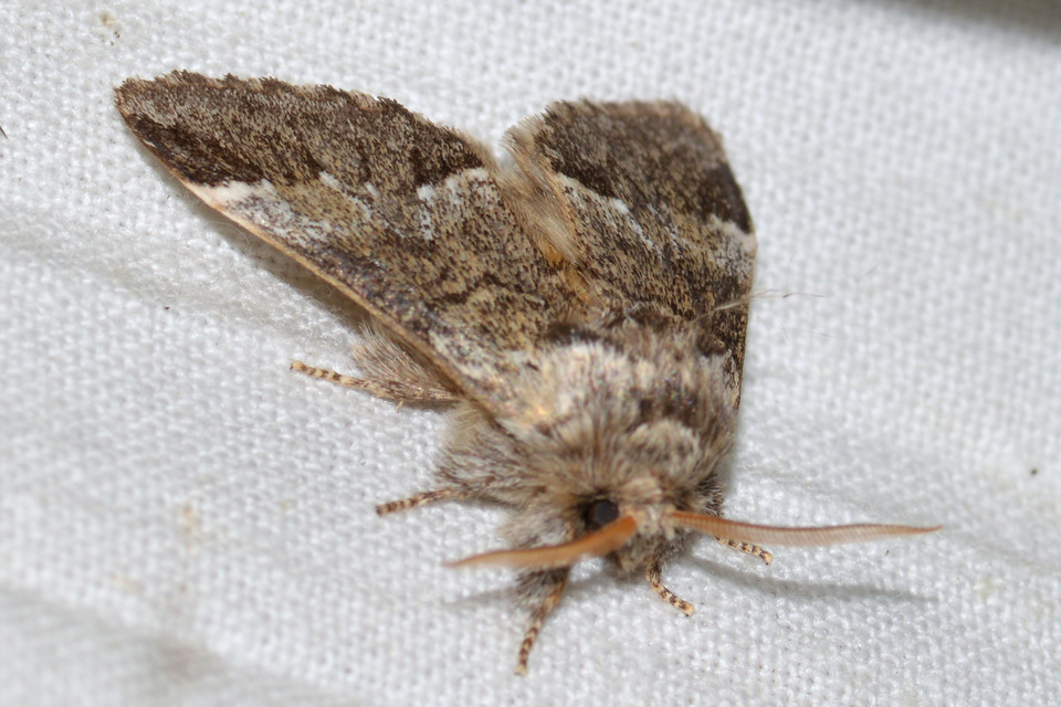 Drymonia dodonea - bélyeges púposszövő