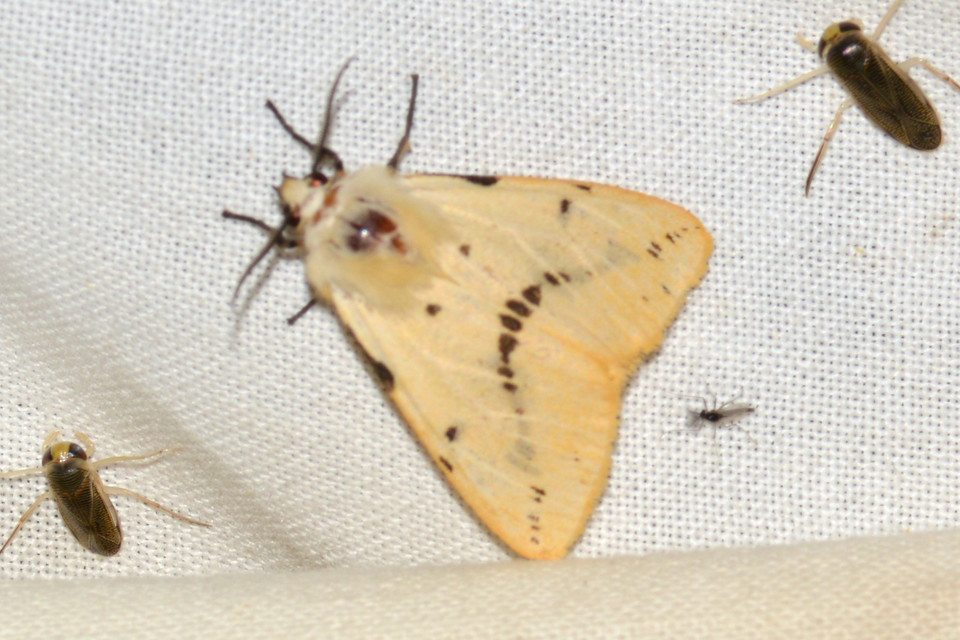 Spilarctia lutea - sárgás medvelepke
