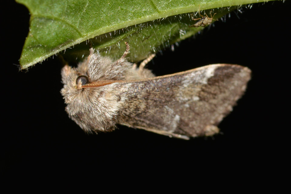 Drymonia dodonea - bélyeges púposszövő