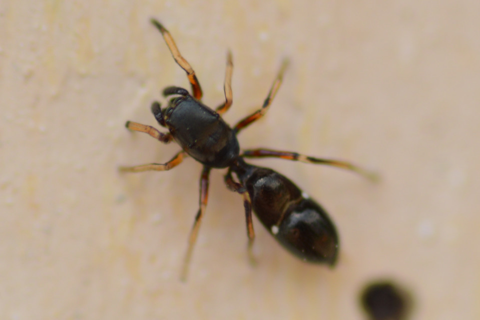 Leptorchestes berolinensis - fekete hangyautánzópók