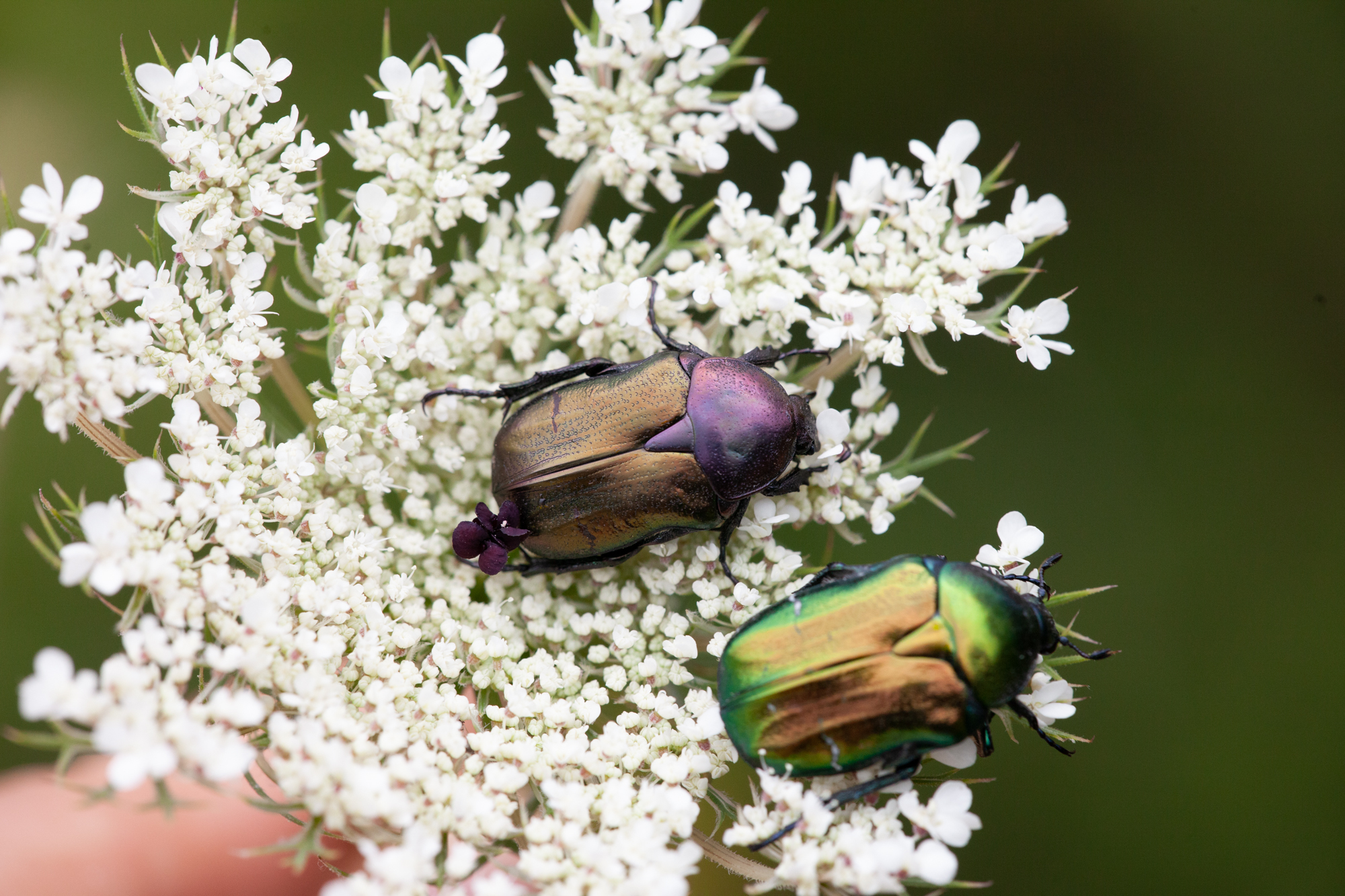 Cetonia aurata aurata