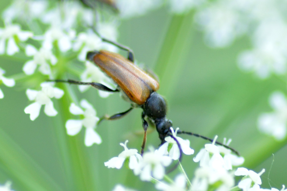 Pseudovadonia livida - barnás virágcincér