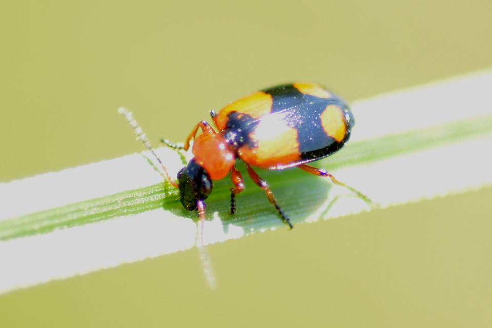 Lebia cruxminor - keresztes cserjefutó