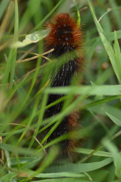 Arctia caja - közönséges medvelepke