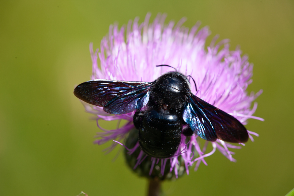Xylocopa