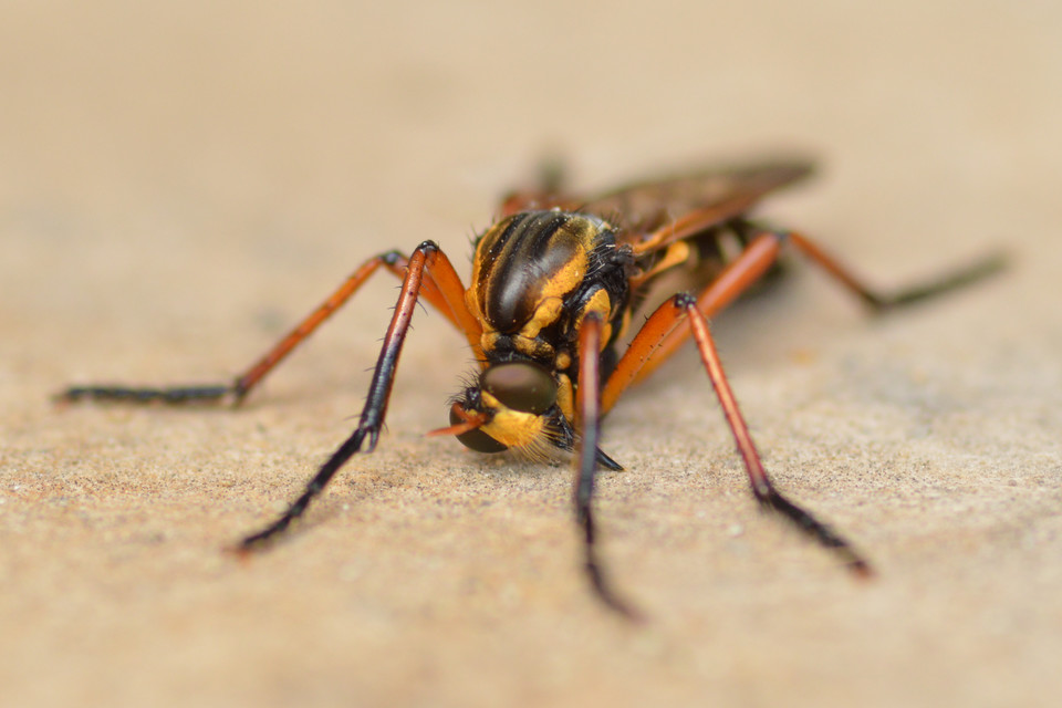 Molobratia teutonus