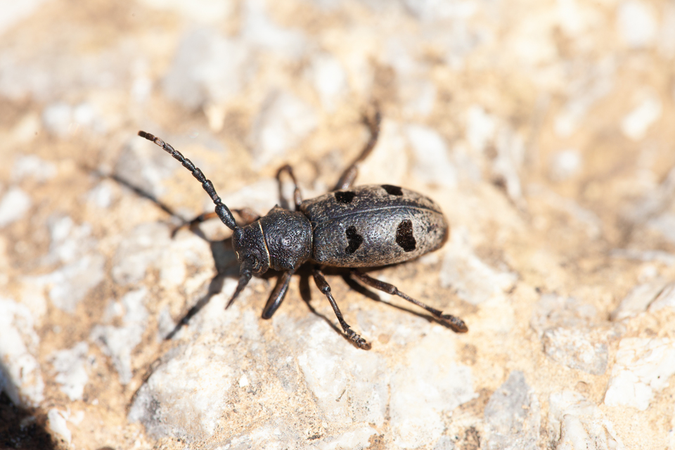Herophila tristis - selymes alkonycincér