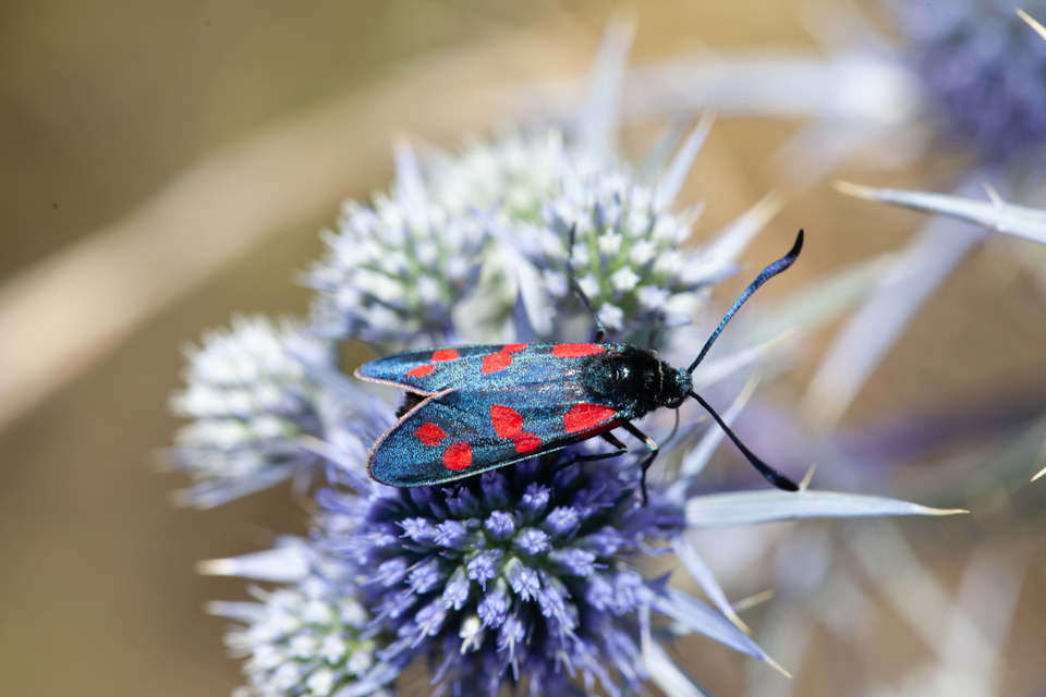 Zygaena
