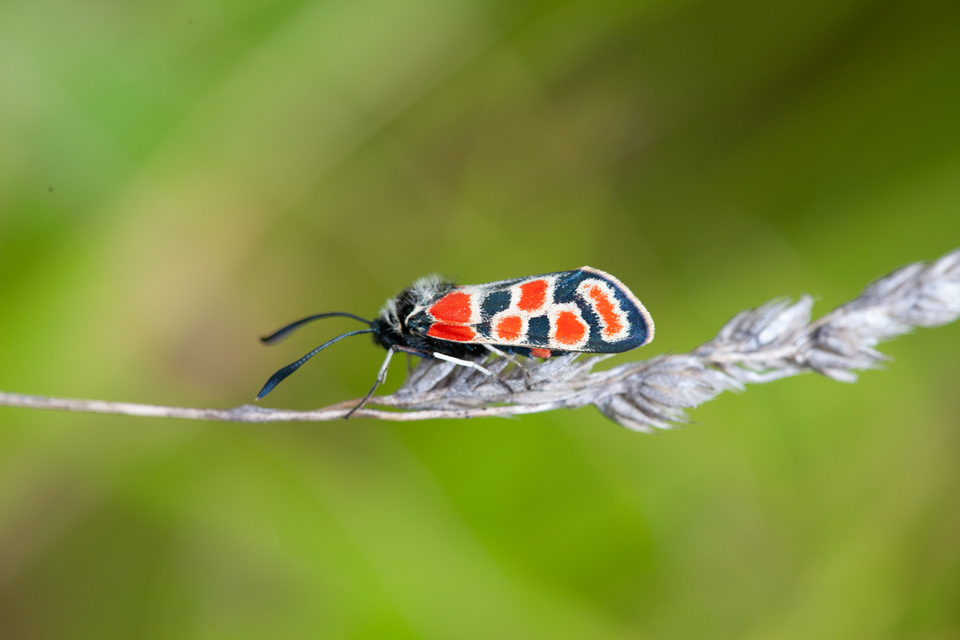 Zygaena carniolica - fehérgyűrűs csüngőlepke