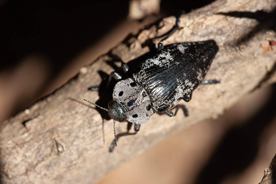 Capnodis miliaris