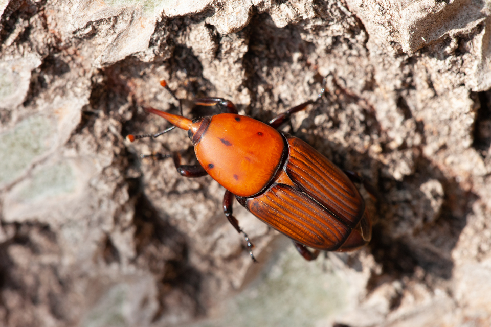 Rhynchophorus ferrugineus - vörös pálmaormányos Rhynchophorus ferrugineus - vörös pálmaormányos