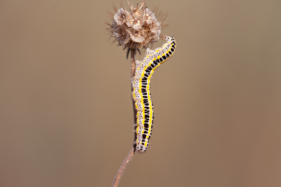 Calophasia