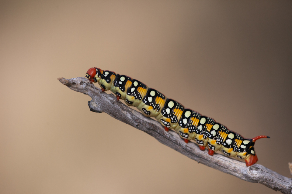 Hyles euphorbiae - kutyatejszender