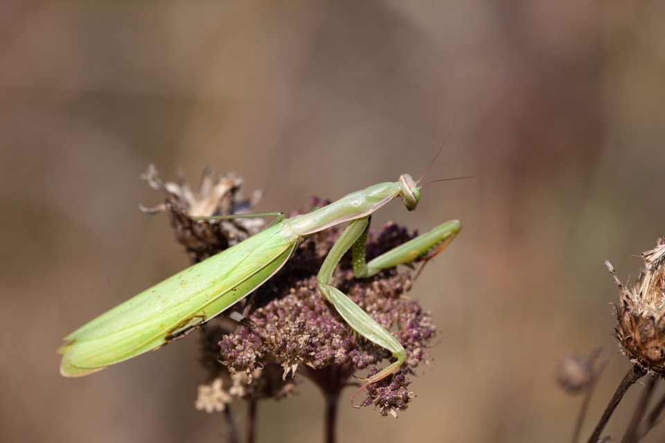Mantis religiosa - imádkozósáska