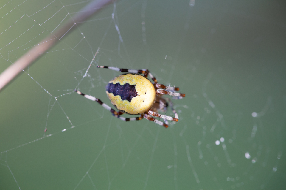 Araneus marmoreus - márványos keresztespók