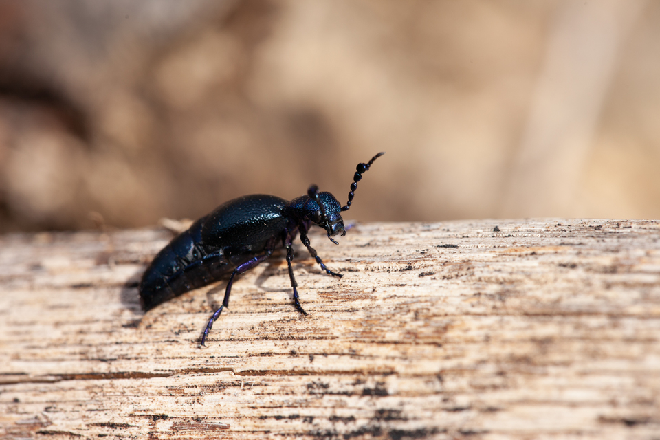Meloe proscarabaeus - közönséges nünüke