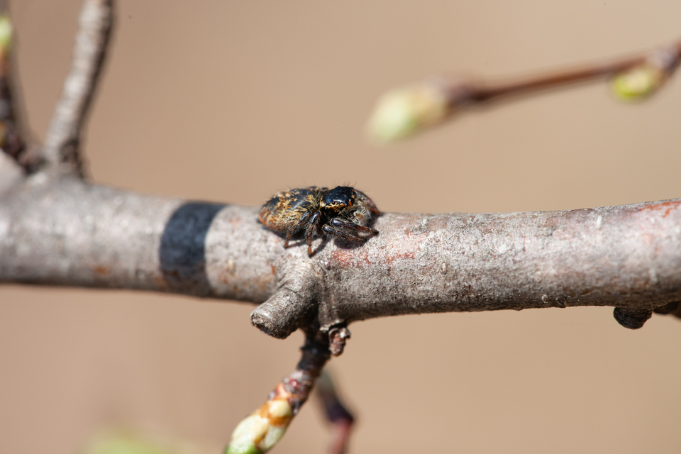Carrhotus xanthogramma - rozsdás ugrópók