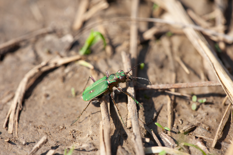 Cicindela campestris - mezei homokfutrinka