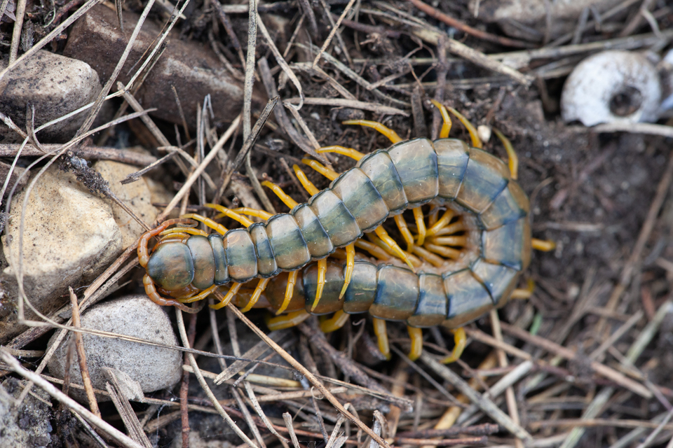 Scolopendra cingulata - öves szkolopendra