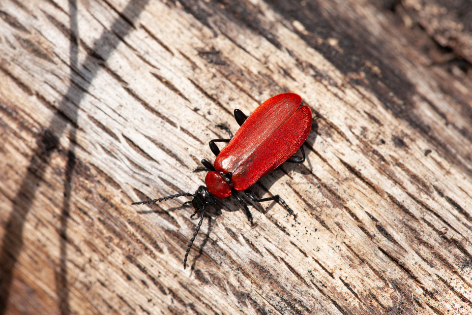 Pyrochroa coccinea - nagy bíborbogár