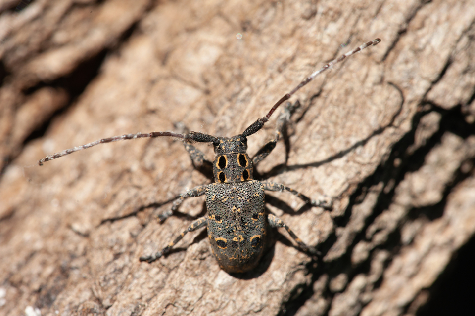 Mesosa curculionoides - szemfoltos cincér
